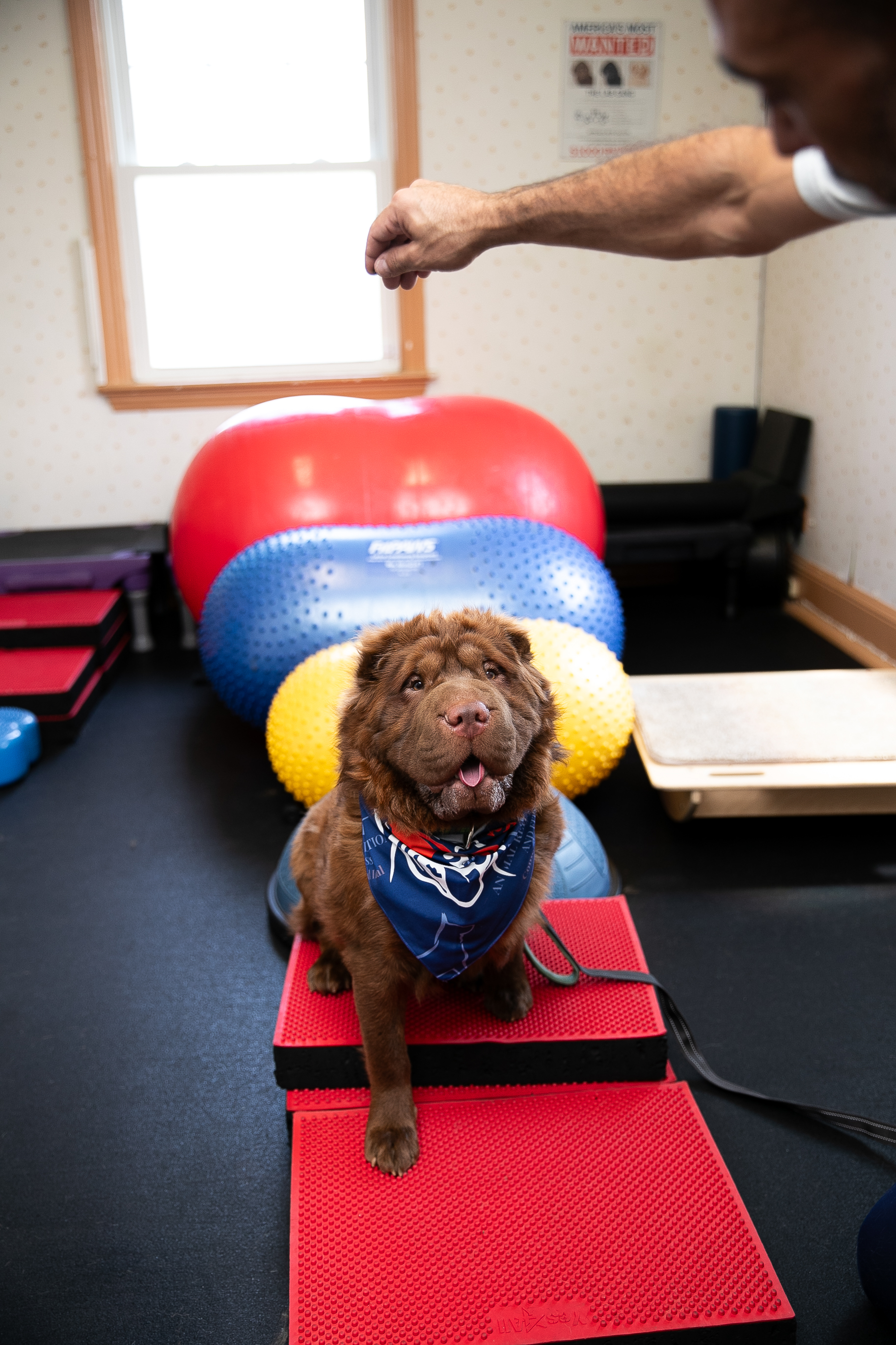 Canine Rehab & Dog Physical Therapy in West Caldwell, NJ
